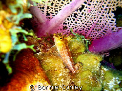 Diamond Blenny seen in Grand Cayman.  Photo taken with a ... by Bonnie Conley 